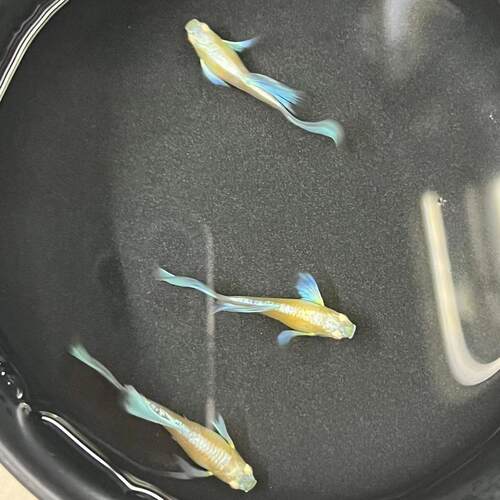 蓝白欧翼飞船孔雀鱼热带淡水观赏鱼小型观赏鱼活体宠物