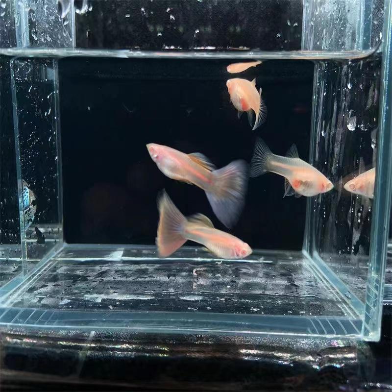 莫紫白子金粉孔雀鱼精品纯种活鱼胎生观赏鱼小型家养小宠物图片