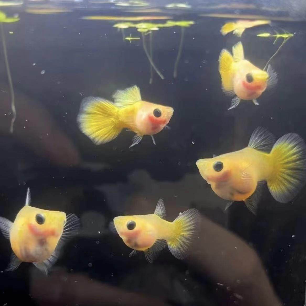 黄金玻璃猫孔雀鱼豆豆眼小粉裤球体短体黑眼网红活体图片