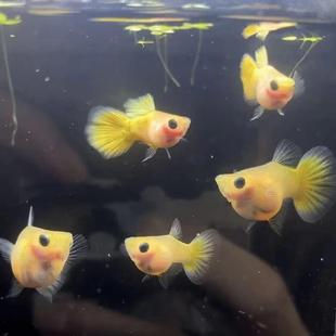 黄金玻璃猫孔雀鱼豆豆眼小粉裤球体短体黑眼网红活体