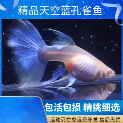孔雀鱼热带观赏鱼纯种小型