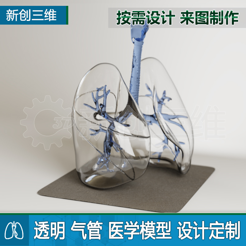 医学定制透明肺部支气管模型