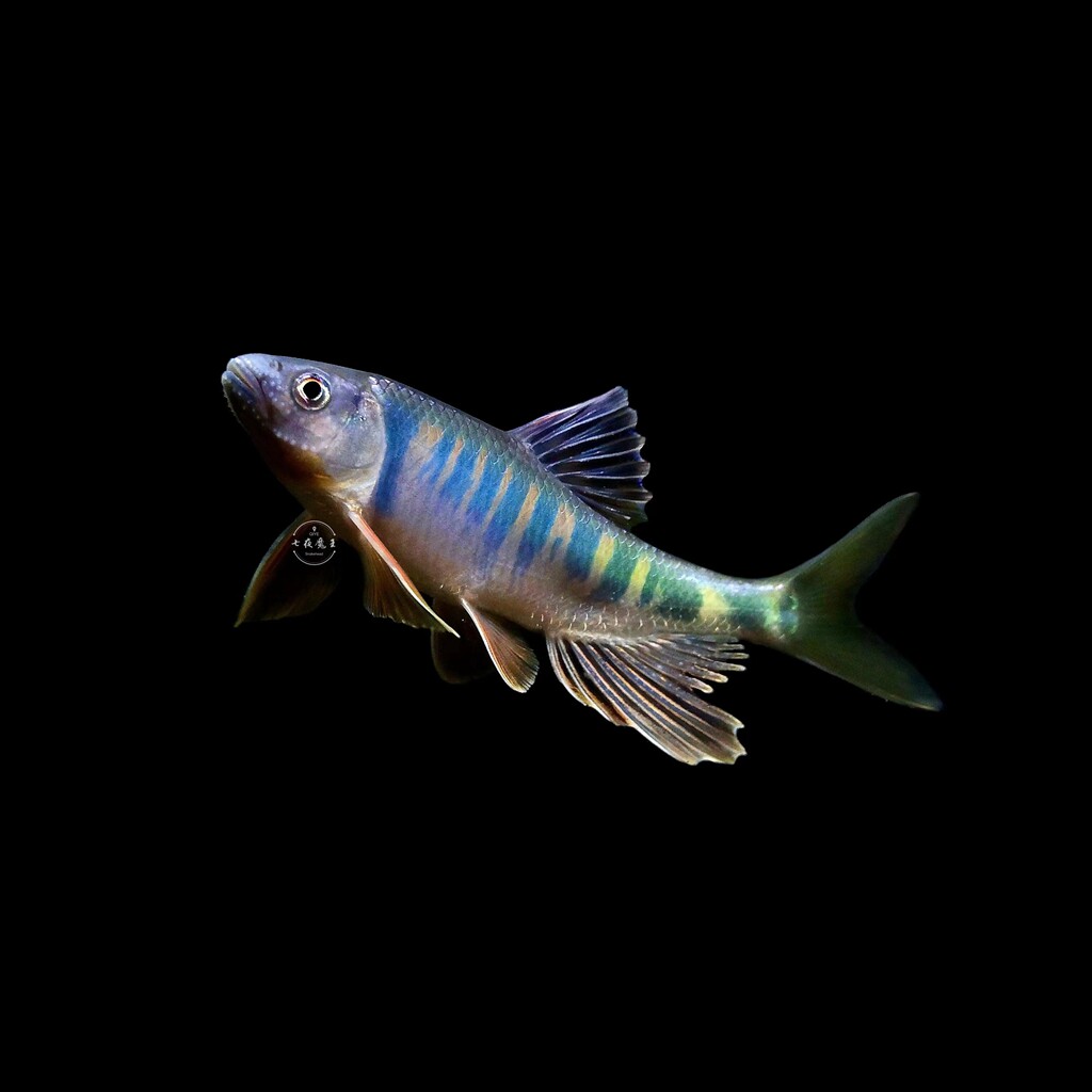 中国原生鱼淡水鱼长鳍鱲溪流鱼石斑鱼迷你长鳍鱲马口冷水鱼宽鳍鱲