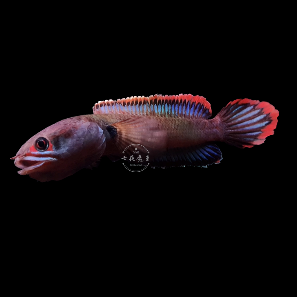 七夜魔王梦幻血斑一型雷龙冰火雷龙鱼小型鱼猛鱼观赏鱼蛇头鱼进口