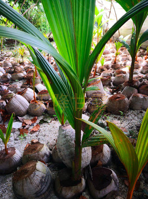 杂交椰子苗矮化椰子苗海南椰子苗红椰苗青椰苗矮秆椰子苗