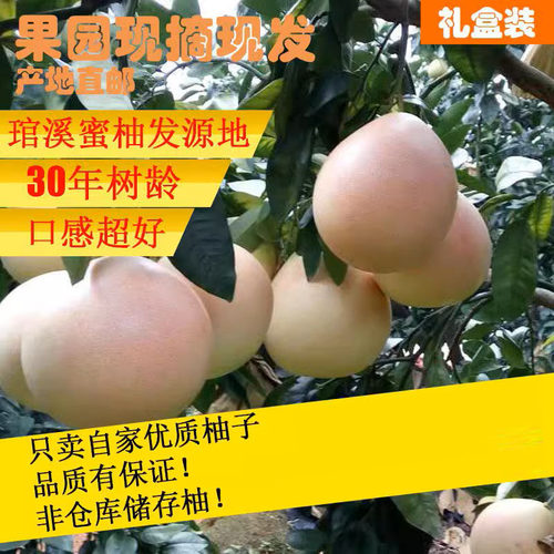 三红柚红心柚葡萄柚木瓜蜜丁橙子