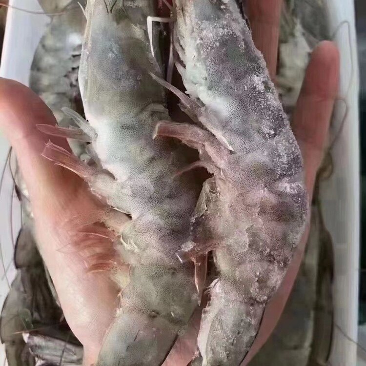 大虾厄瓜多尔超大2030白虾活虾盐冻对虾海水大虾海鲜水产顺丰包邮