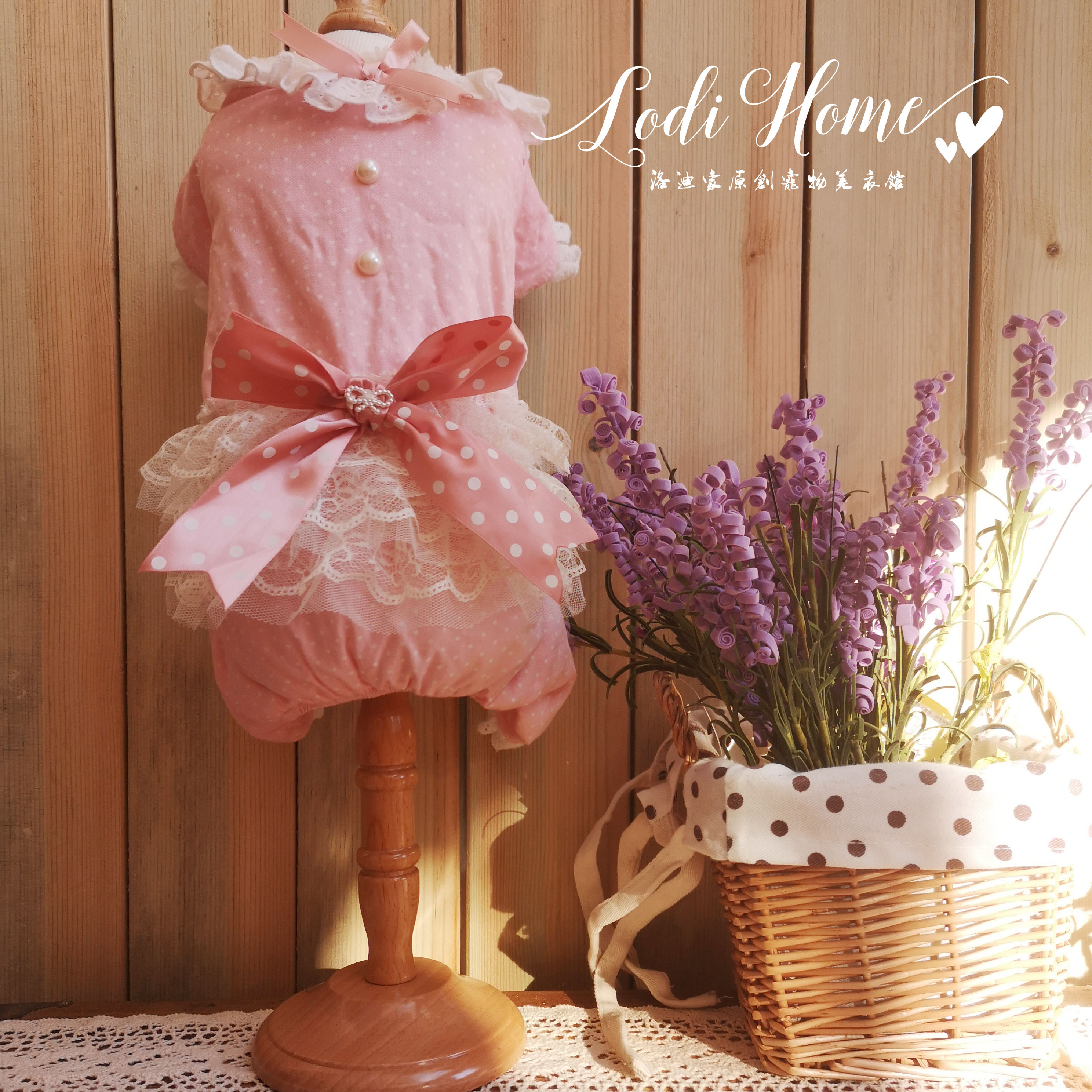 洛迪家猫咪泰迪比熊约克夏圆点