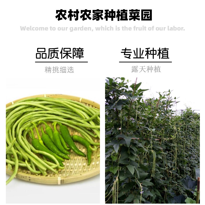 江西新鲜蔬菜现摘豇豆农家自种长豆角豇豆角新鲜１斤包邮绿色豆角