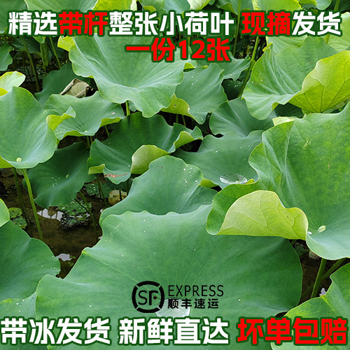 现摘新鲜带杆小荷叶餐饮酒店料理店用新鲜带杆小荷叶摆盘装饰喷水