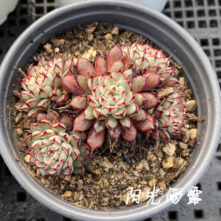 老版小红衣 老红多肉植物群生多头老桩 一物一拍