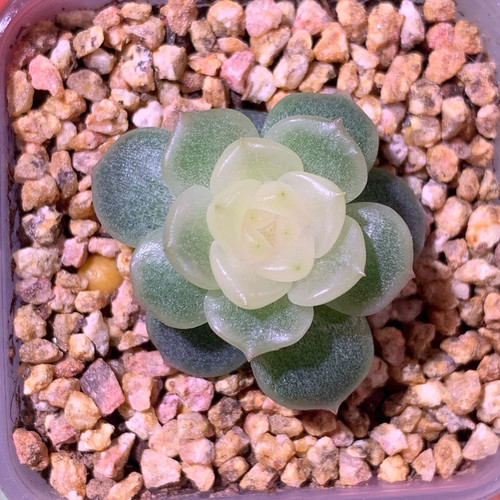 钻石星辰主图4-5母本定繁