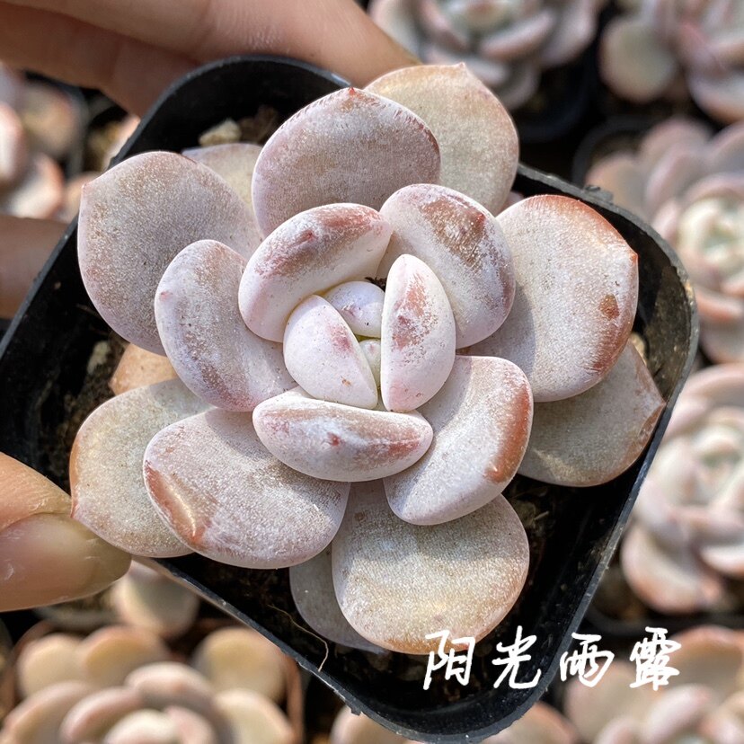 雪露露 雪莲杂交新品多肉植物 一物一拍 阳光雨露多肉