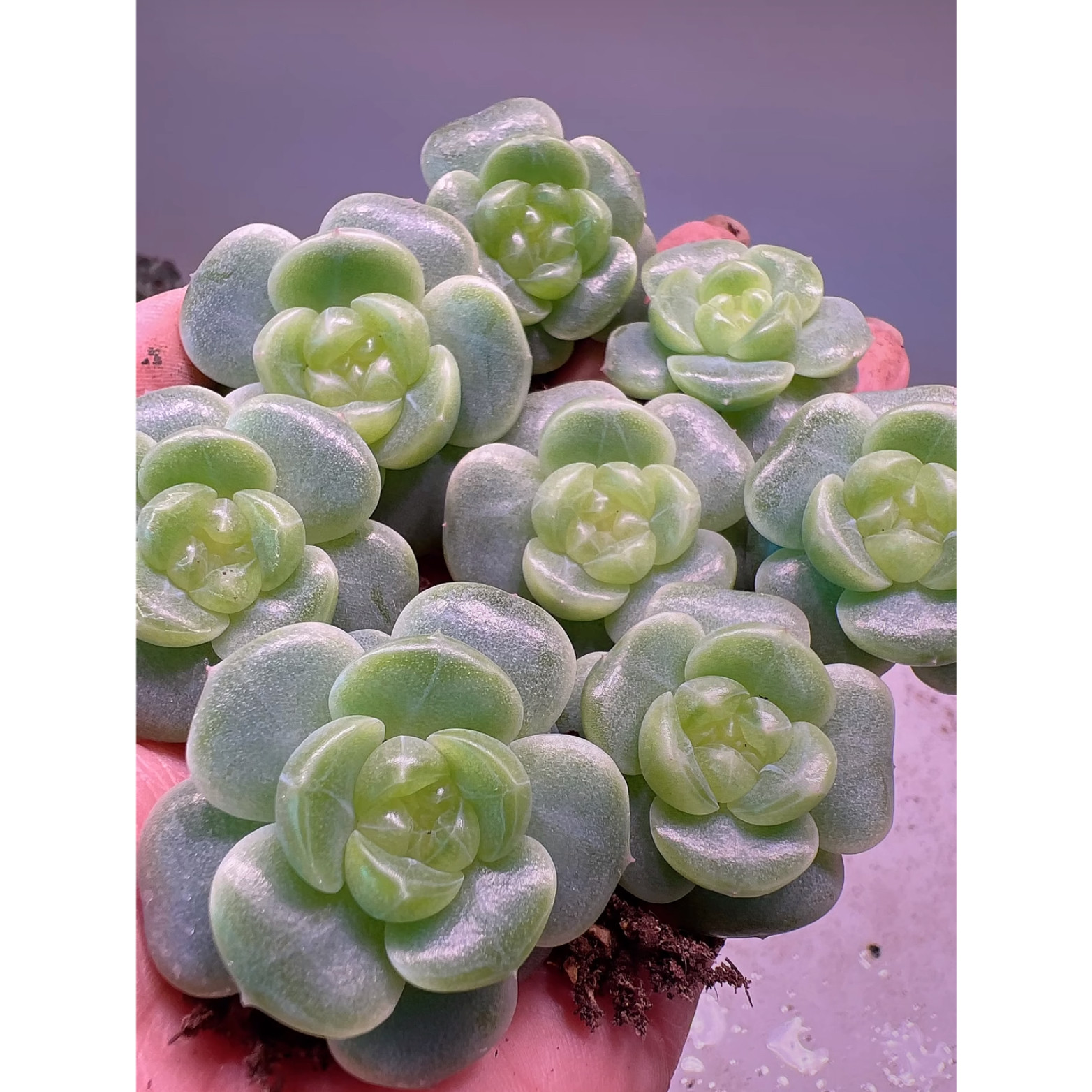 皓月珍妮 花意匠鸡蛋姐新品多肉 定向繁殖 一物一拍,鲜花速递/花卉仿真/绿植园艺,多肉植物,淘宝优惠券,粉丝福利购,淘宝优惠卷