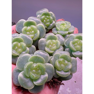 皓月珍妮 花意匠鸡蛋姐新品多肉 定向繁殖 一物一拍