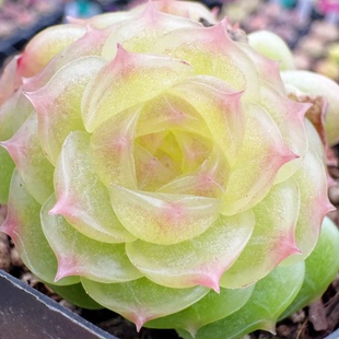 呱唧呱唧-无心绿 定向繁殖 一物一拍多肉