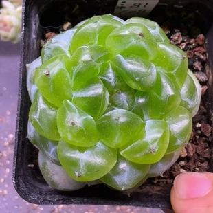 一物一拍多肉 定向繁殖 李铁锤25年新品 P81甜心