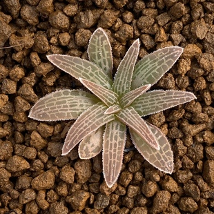 鳞芹属块根寿 多肉植物 一物一拍 阳光雨露多肉