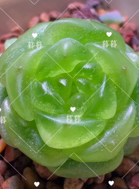 珍妮多肉 青橘 主图暮暮母本定繁 一物一拍