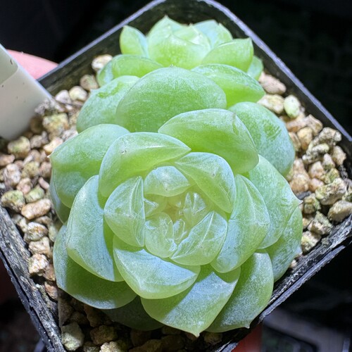 巫拉拉新品-绝影定繁多肉