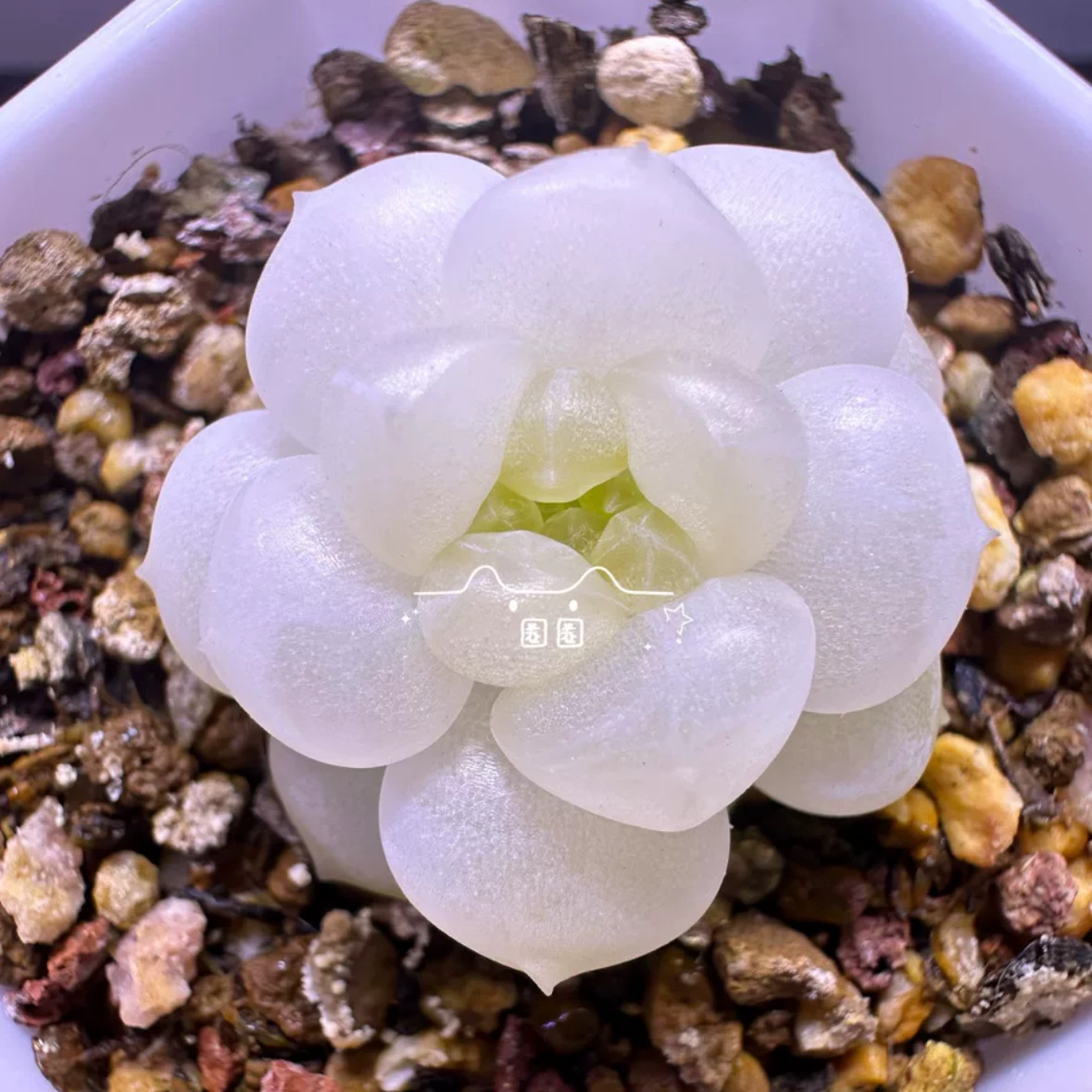蜗牛大叔的孤品 皦玉 主图圈圈母本定繁 非财富密码多肉 一物一拍