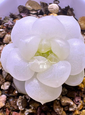 蜗牛大叔的孤品 皦玉 主图圈圈母本定繁 非财富密码多肉 一物一拍