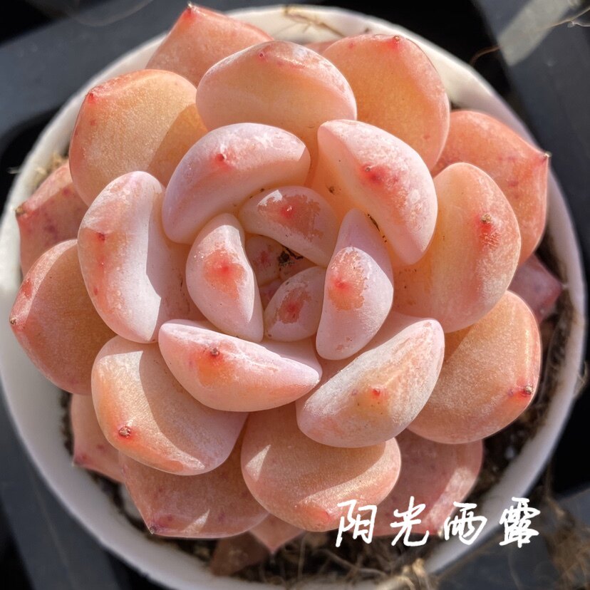 果冻橙 冰糖橙 橙子 梦露 短肥圆 一物一拍 新品推荐多肉手机实拍