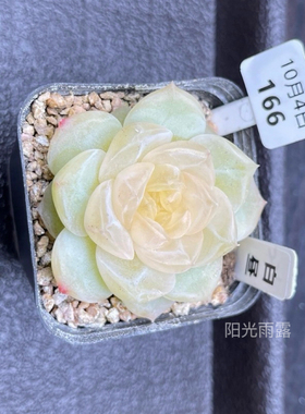 多肉 巫拉拉新品白昼 图一主图母本定向繁殖 一物一拍 包品种