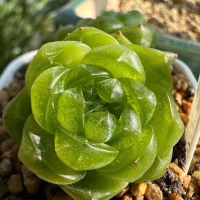 珍妮许仙米格多肉白蛇传系列