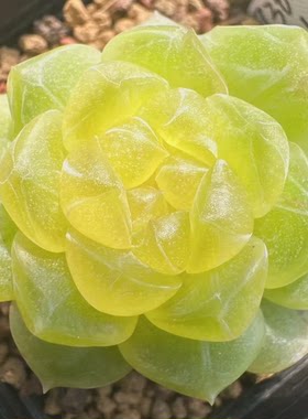 花陌派新品BL-38定向繁殖多肉