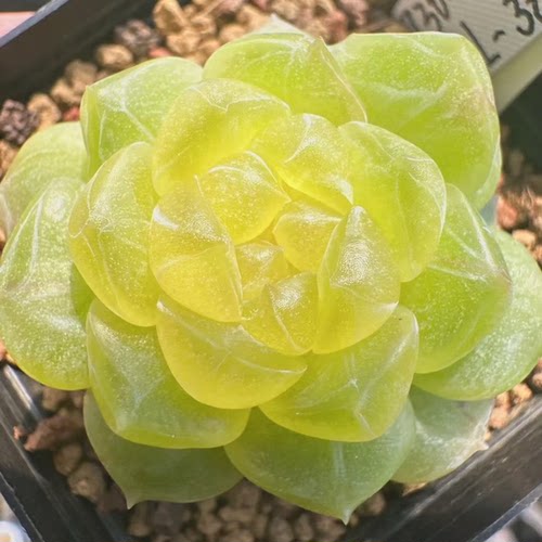 花陌派新品BL-38定向繁殖多肉