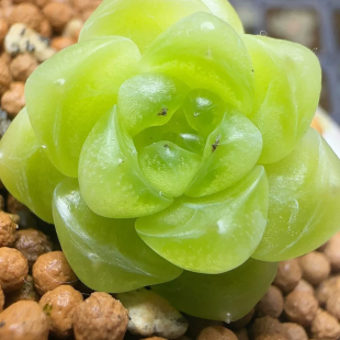 蜗牛大叔财富姐妹 主图母本定繁 一物一拍多肉