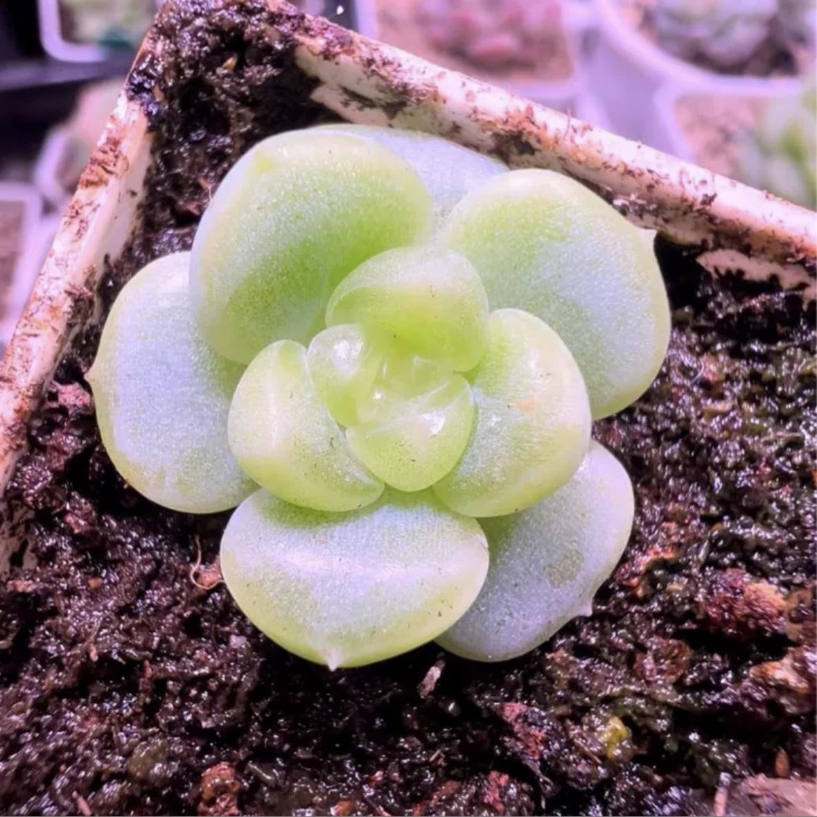 多肉植物蜗牛大叔的表妹