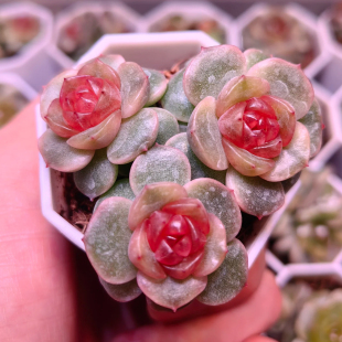 多肉 宫花-冷弦 秘境园艺 定向繁殖 包品种 一物一拍