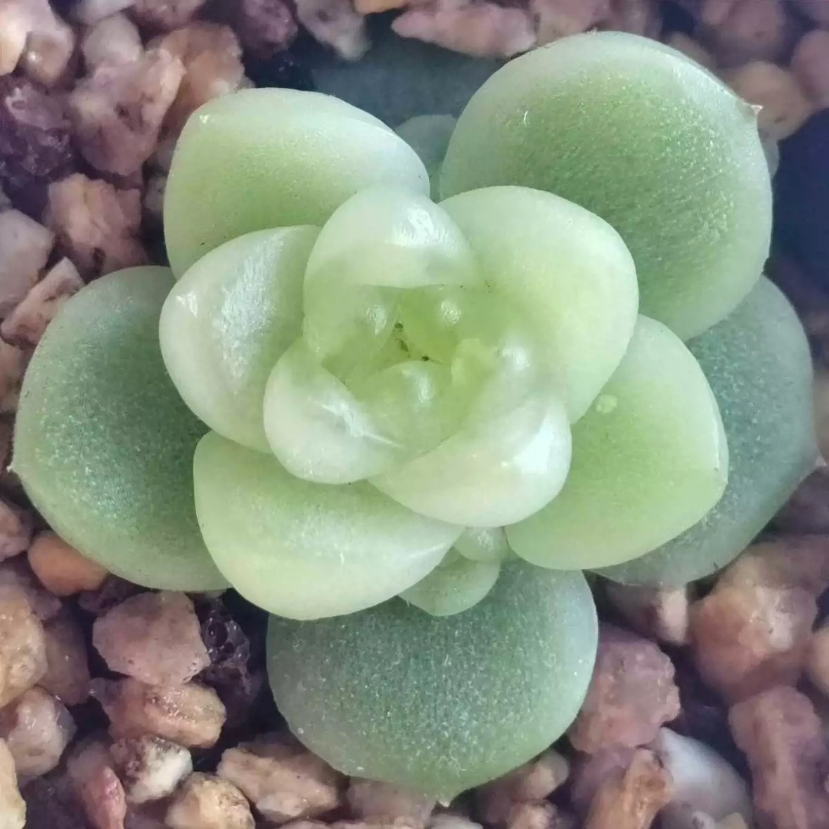 珍妮麦秆 主图银行狗母本定繁 可绿透可白透 一物一拍多肉,鲜花速递/花卉仿真/绿植园艺,多肉植物,淘宝优惠券,粉丝福利购,淘宝优惠卷