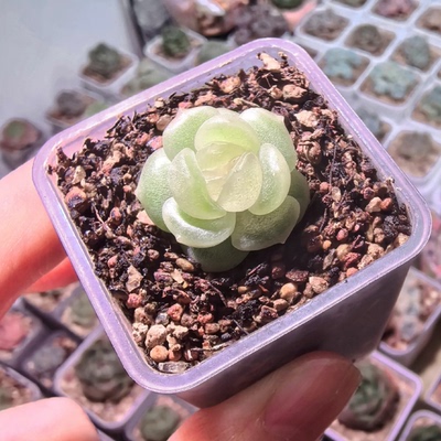 幼凝主图银行狗母本定繁多肉