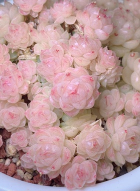 花陌派编号麦秆XPP-270 定向繁殖 一物一拍多肉