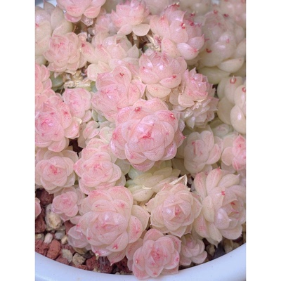 花陌派编号麦秆XPP-270多肉