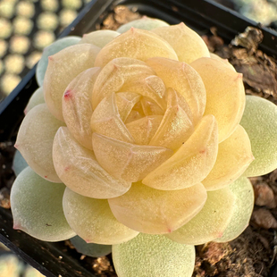 多肉 柔情 定向繁殖 一物一拍 花陌风花雪月熊猫糖心