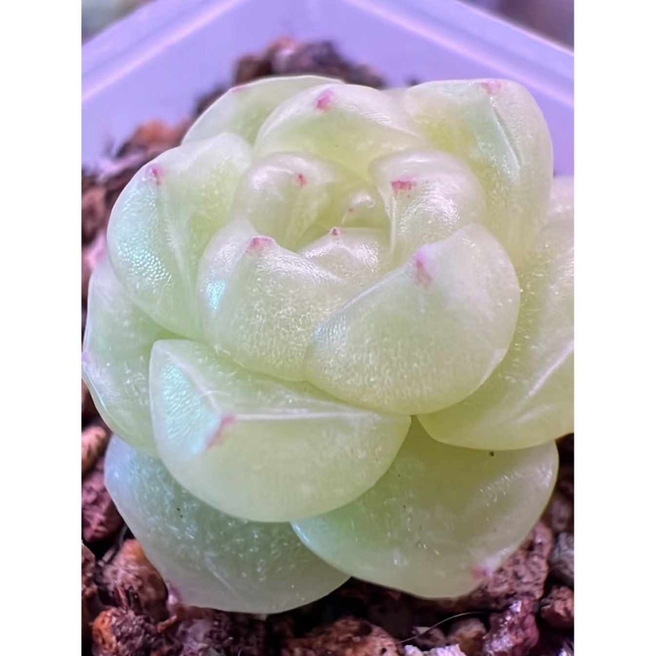 88号清浅麦秆 主图33短肥圆包的母本定繁 一物一拍多肉,鲜花速递/花卉仿真/绿植园艺,多肉植物,淘宝优惠券,粉丝福利购,淘宝优惠卷