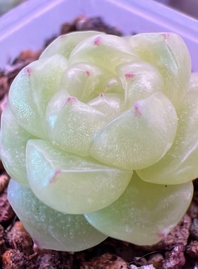 88号清浅麦秆 主图33短肥圆包的母本定繁 一物一拍多肉