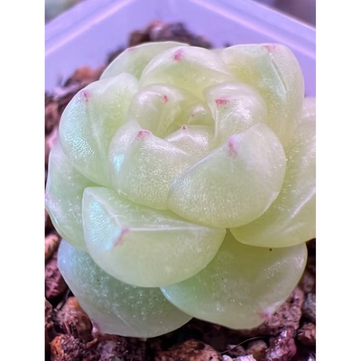 88号清浅麦秆主图母本定繁多肉