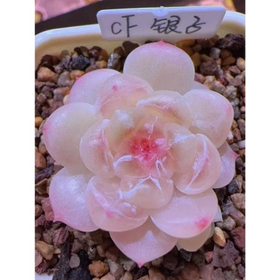 暮暮财富密码-银子 主图定繁 一物一拍 蜗牛大叔财富多肉