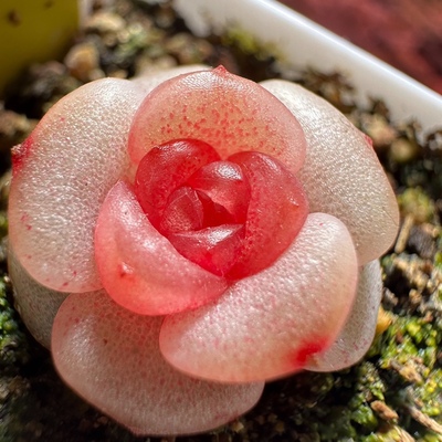 多肉水晶糖主图母本定向繁殖