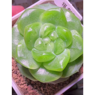 花意匠福多多 遥遥领先系列新珍妮 主图环保母本定繁一物一拍多肉