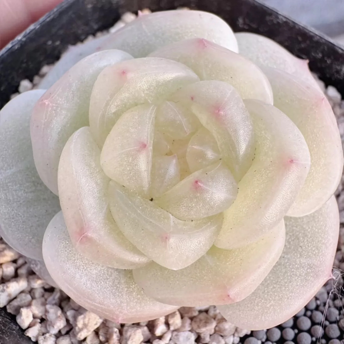 呱唧呱唧编号0024多肉 定向繁殖 一物一拍