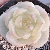 呱唧呱唧编号0024多肉 定向繁殖 一物一拍