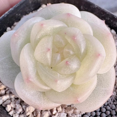 呱唧呱唧编号0024多肉