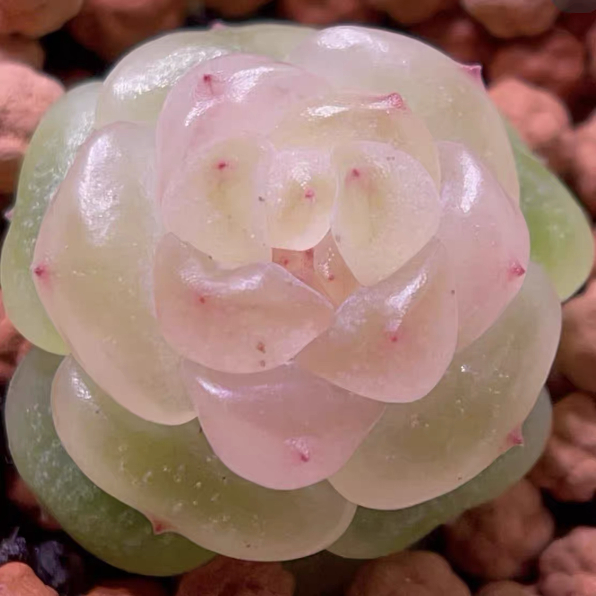 祈愿 主图银行狗母本定繁 一物一拍多肉,鲜花速递/花卉仿真/绿植园艺,多肉植物,淘宝优惠券,粉丝福利购,淘宝优惠卷