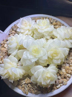 花陌派编号麦秆fm-232 定向繁殖 一物一拍多肉
